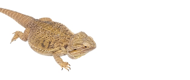 View of living reptile iguana