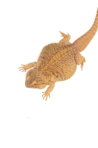 View of living reptile iguana