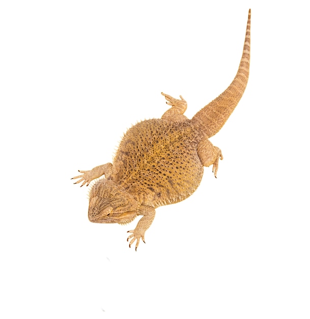View of living reptile iguana