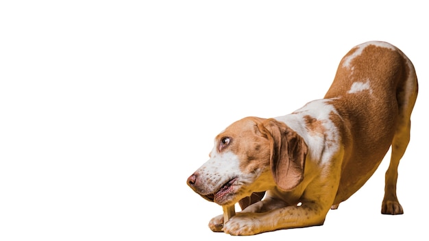 Бесплатный PSD Вид на очаровательную коричнево-белую собаку