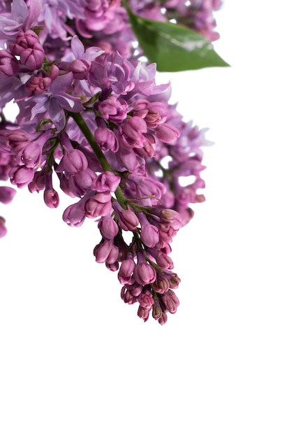 Бесплатный PSD Вид на красивые цветущие сиреневые цветы