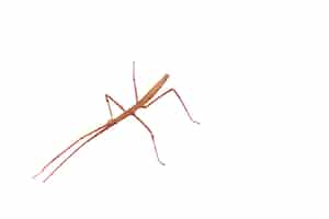 Free PSD view of stick insect