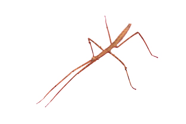 view of stick insect