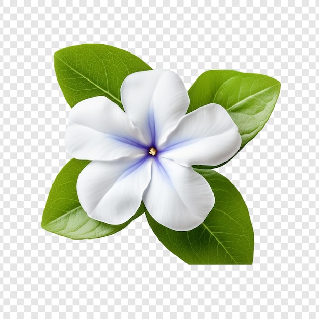 Free PSD vinca flower isolated on transparent background