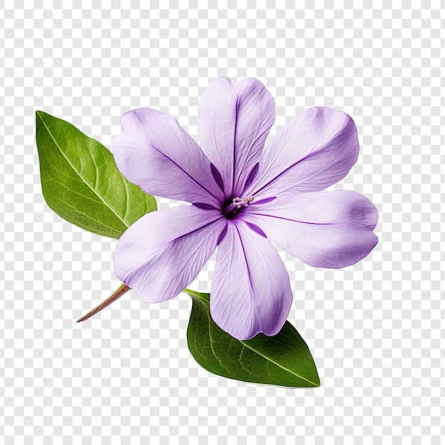 Free PSD vinca flower isolated on transparent background