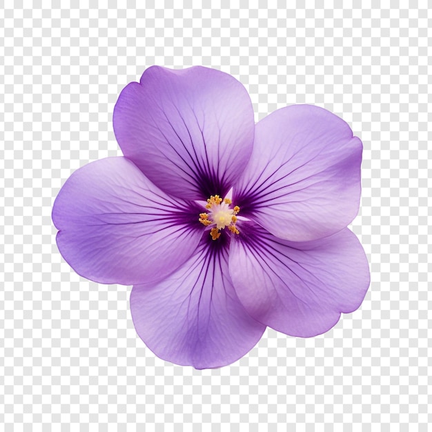 Fiore viola isolato su sfondo trasparente