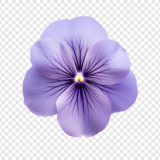 Viola