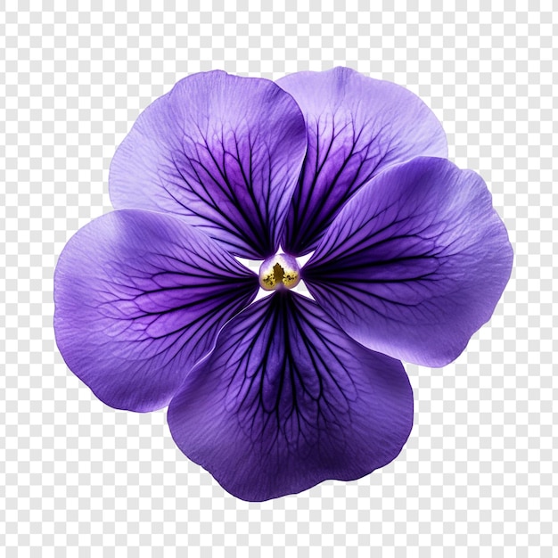 Viola