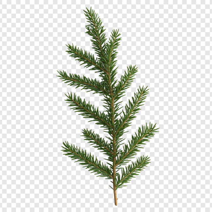 無料PSD 鮮やかな緑の杉の枝 クリスマスの常緑の枝