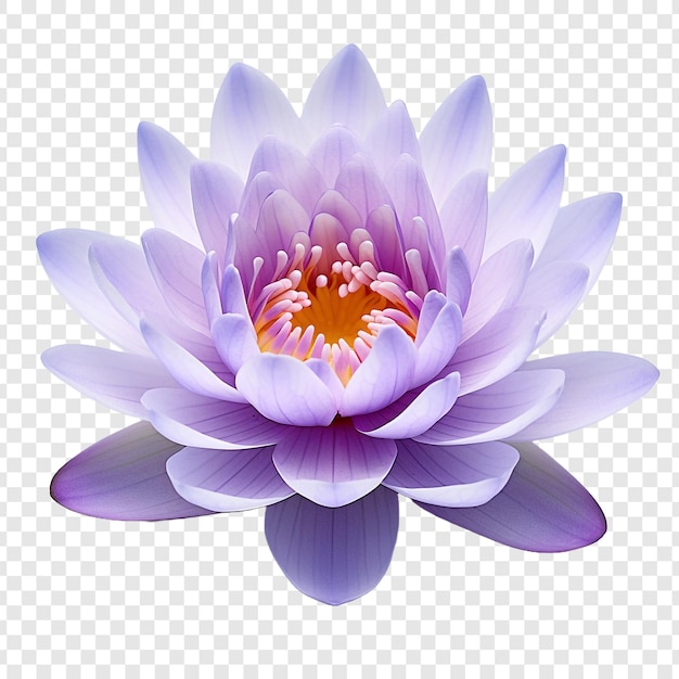 無料PSD 透明な背景に隔離された水蓮の花