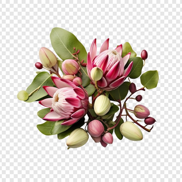 무료 PSD 투명한 배경에 고립 된 waterblommetjie bredie