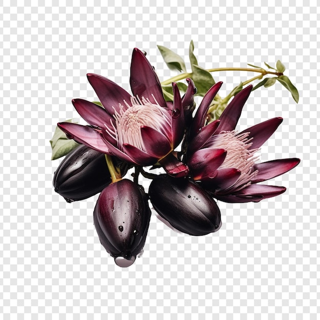 Free PSD waterblommetjie bredie isolated on transparent background