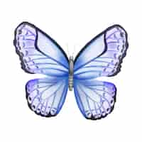 Free PSD watercolor butterfly  illustration