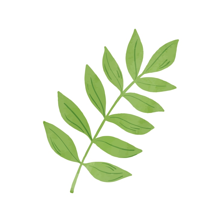 無料PSD 水彩画の葉を孤立させた