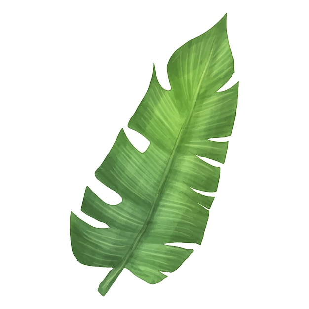 watercolor tropical leaf illustration