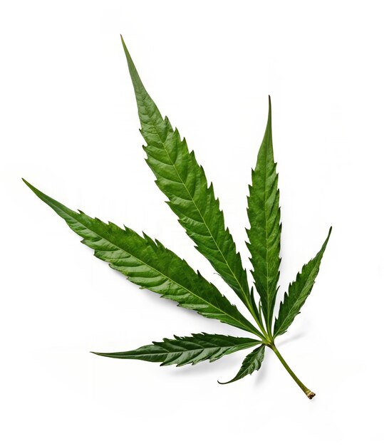 weed leaf isolated