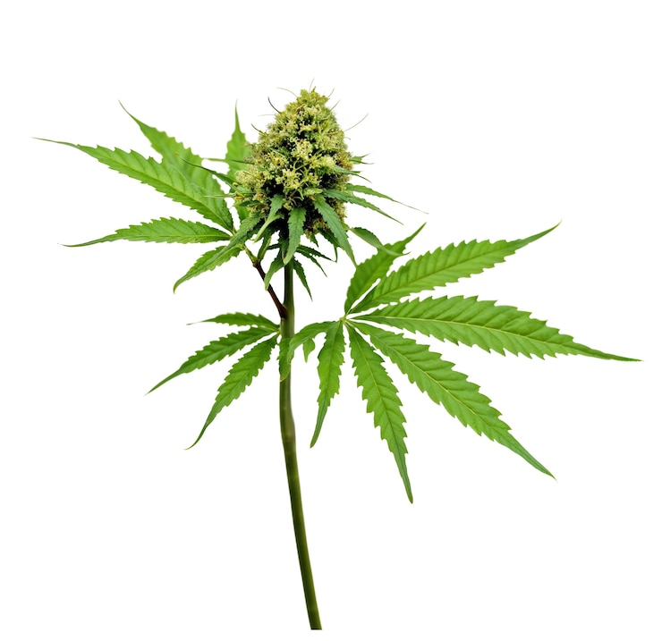 Free PSD weed leaf isolated