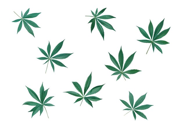 Weed leaves pattern