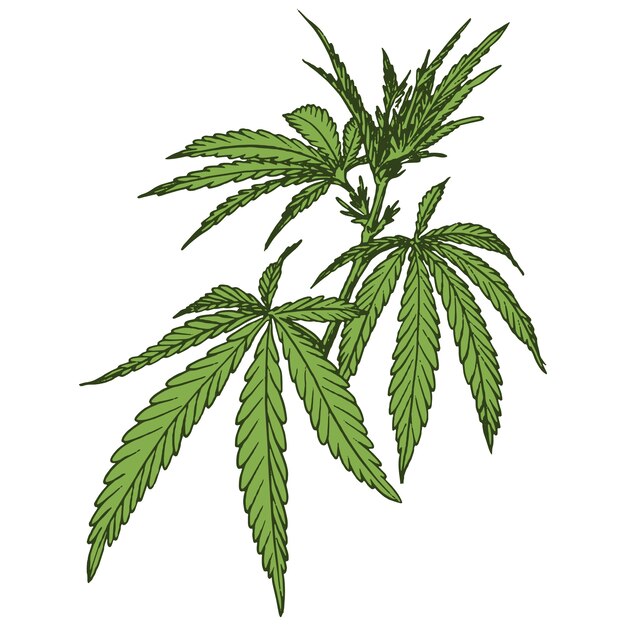 Weed plant illustration isolated