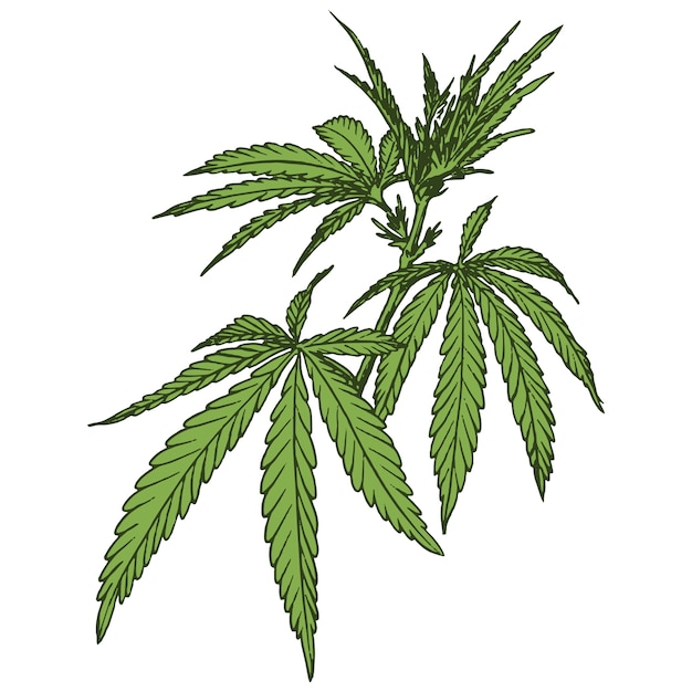 雑草の植物のイラストを分離した