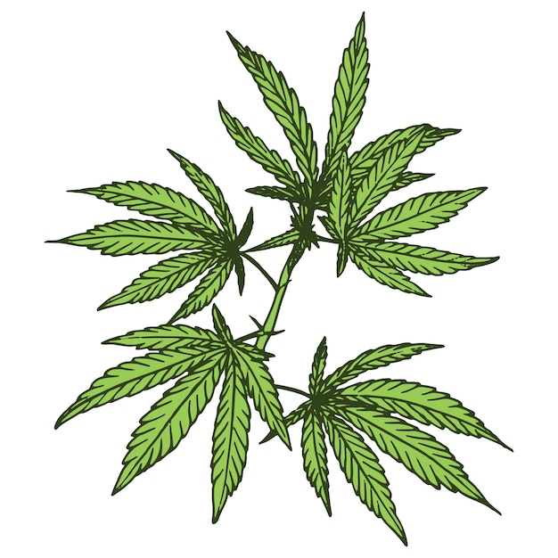 Free PSD weed plant illustration isolated