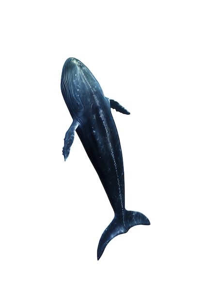 whale swimming isolated