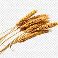 Free PSD wheat isolated on transparent background