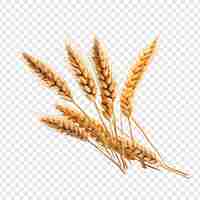 Free PSD wheat isolated on transparent background