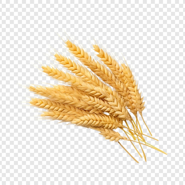 Free PSD wheat isolated on transparent background