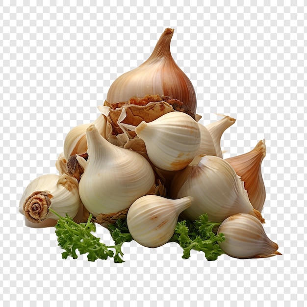 Whelk isolated on transparent background