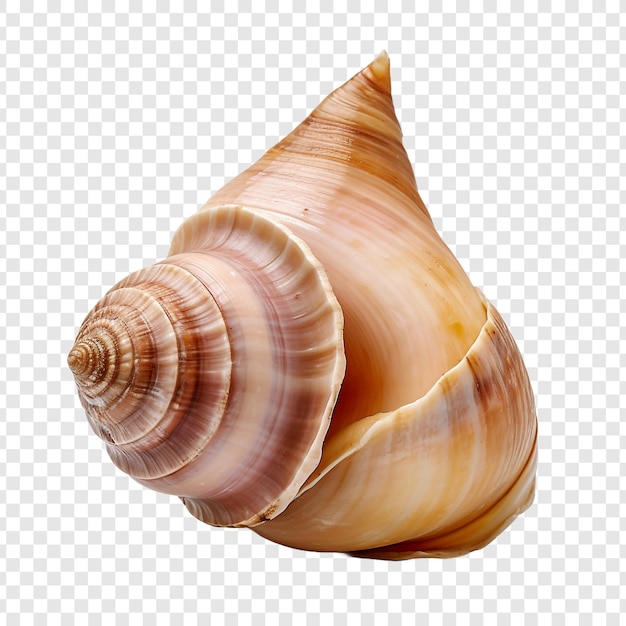 Free PSD whelk isolated on transparent background