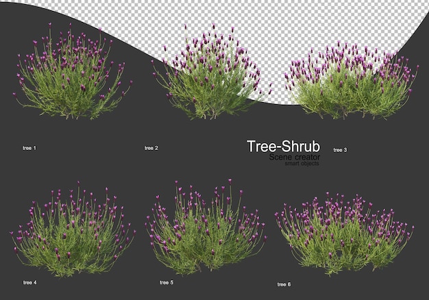 Wide variety of trees and shrubs rendering