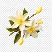 無料PSD 透明な背景に分離された冬のジャスミンの花