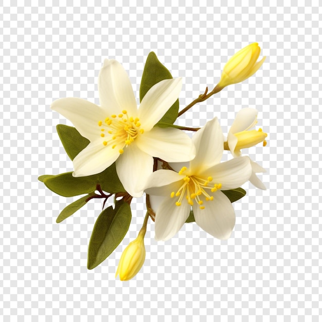 Winter jasmine flower isolated on transparent background