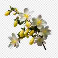 PSD gratuito fiore di gelsomino invernale isolato su sfondo trasparente