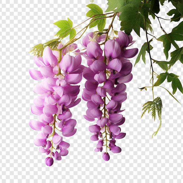 Free PSD wisteria flower isolated on transparent background