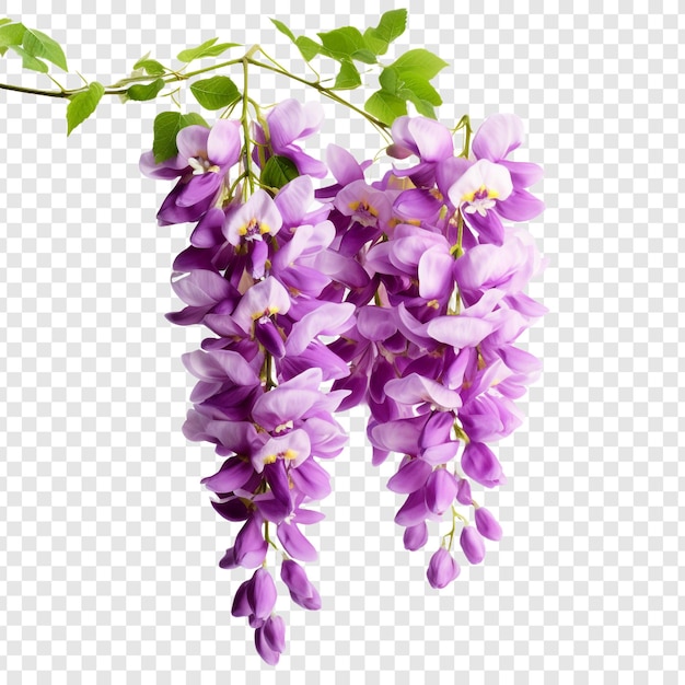 Free PSD wisteria flower isolated on transparent background