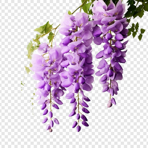 Free PSD wisteria flower png isolated on transparent background