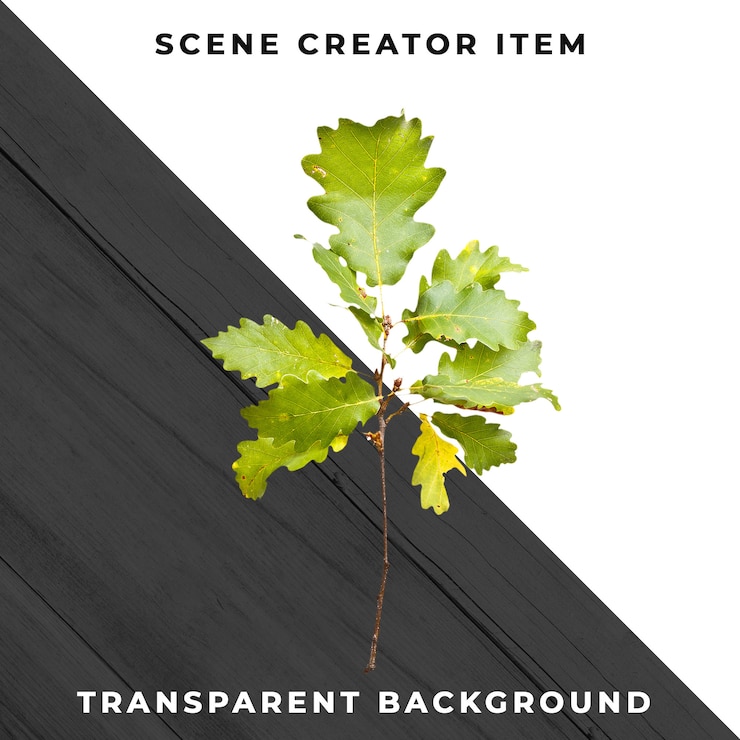 Free PSD wood leaf transparent psd
