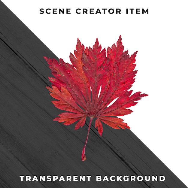 Wood leaf transparent PSD