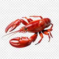 Free PSD yabby isolated on transparent background