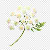 Free PSD yarrow flower isolated on transparent background