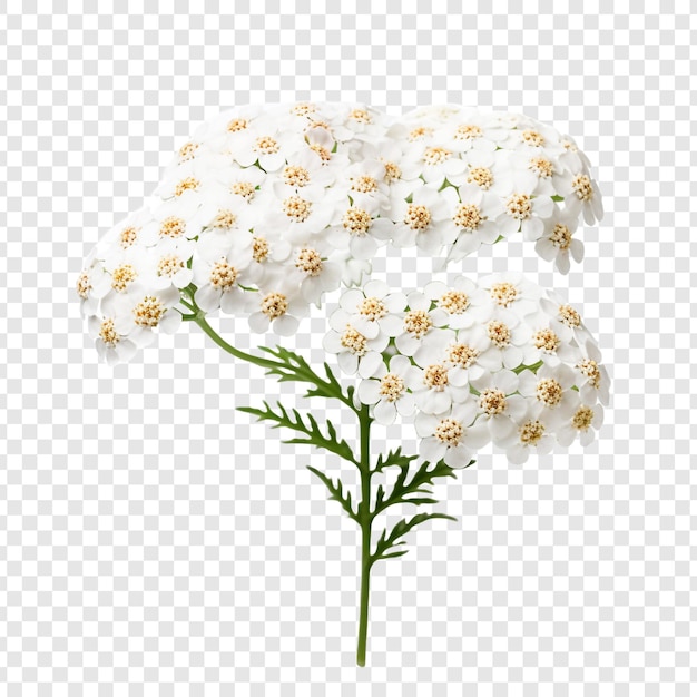 Yarrow flower isolated on transparent background