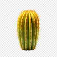 Free PSD a yellow cactus isolated on transparent background