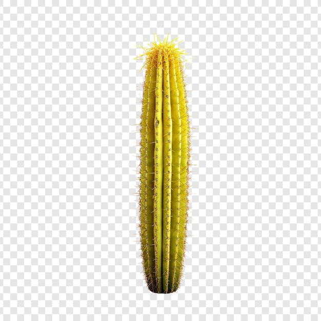Free PSD a yellow cactus isolated on transparent background