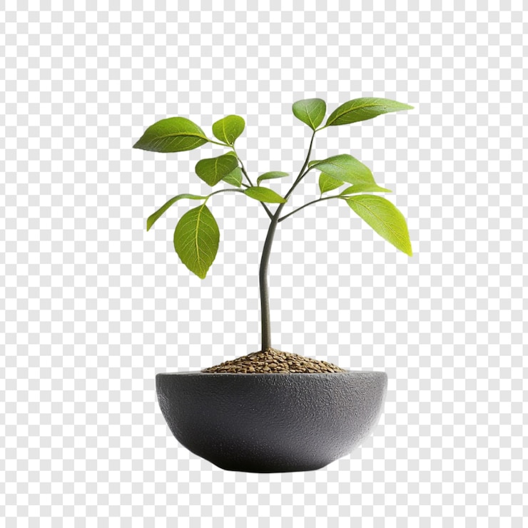 Free PSD a young sapling in a sleek gray pot