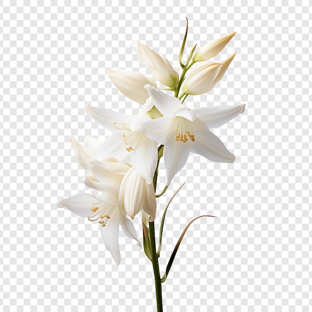 PSD gratuito fiore di yucca isolato su uno sfondo trasparente