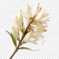 Free PSD yucca flower isolated on transparent background