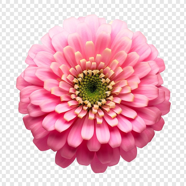 Zinnia flower isolated on transparent background