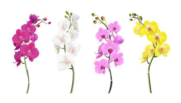 Free vector 3d realistic vector illustration colorful orchid stems in white pink yellow color isolated on wh